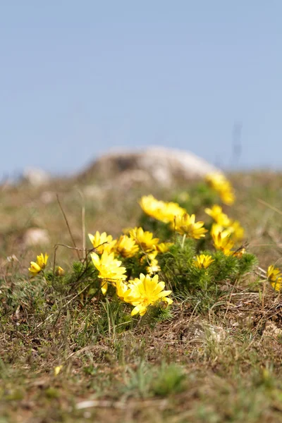 Žlutý květ na poli — Stock fotografie