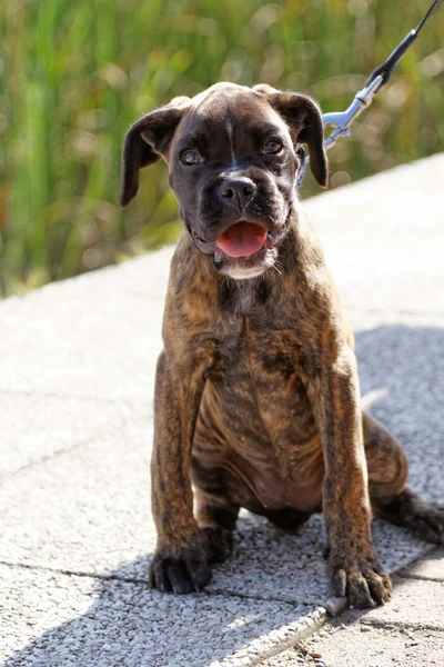 Nive Boxer perro — Foto de Stock