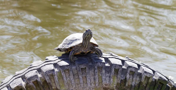 Cute turtle in a pond in a car\'s tires