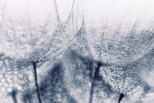 Foto Macro Abstrata Sementes Dente Leão Com Gotas Água — Fotografia de Stock