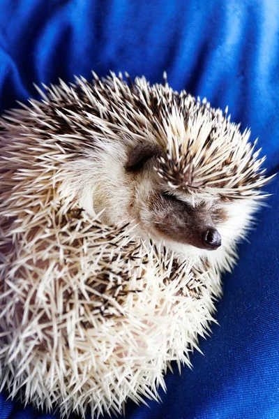 Photo Cute Hedgehog Blue Beanbag — Stock Photo, Image