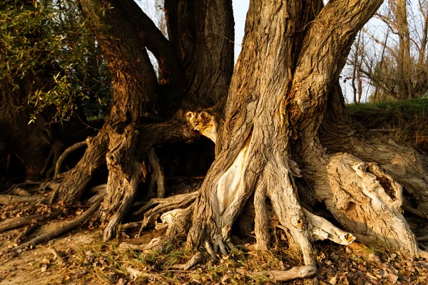 Photo of a tree\'s branched root in the forest