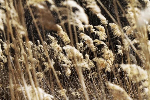 Foto Planta Seca Campo — Fotografia de Stock