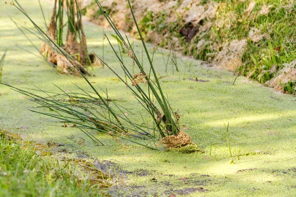 水表面覆盖着绿色浮萍 — 图库照片