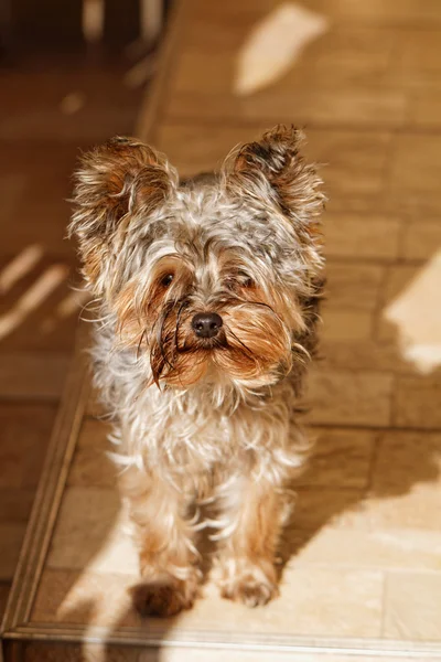 部屋に茶色の子犬の写真 — ストック写真