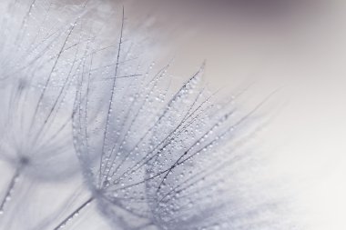 bitki tohumları ile su damlaları