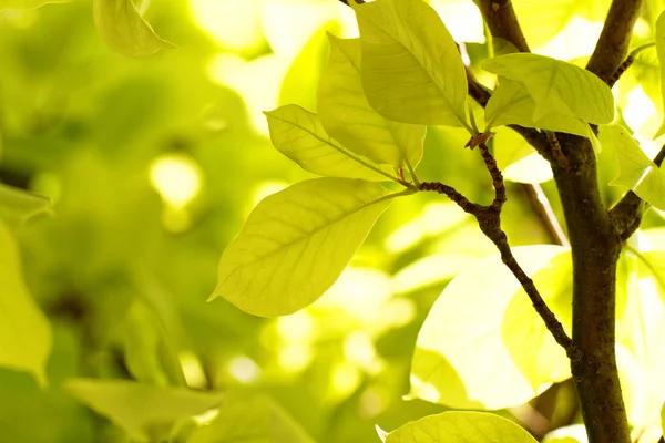 Photo Green Leaves Summer — Stock Photo, Image