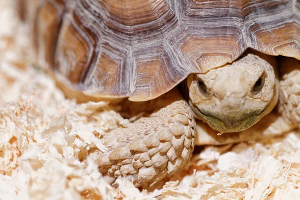 Foto Sköldpadda Som Kryper Hans Terrarium — Stockfoto