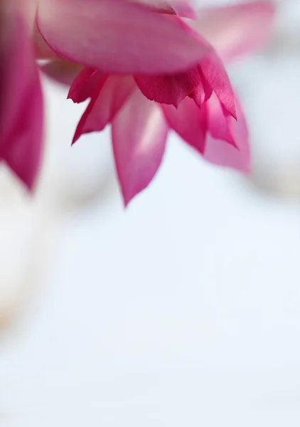 Photo Beautiful Christmas Cactus Flower — Stock Photo, Image