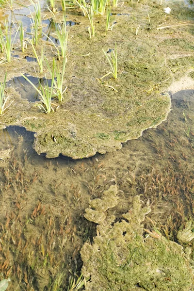 Bahar, yeşil marsh fotoğrafı 