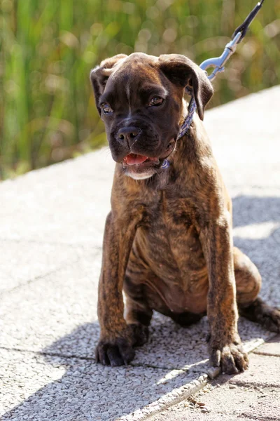 Foto Lindo Perro Boxeador Marrón — Foto de Stock