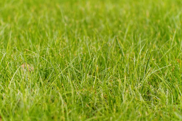 Green grass — Stock Photo, Image