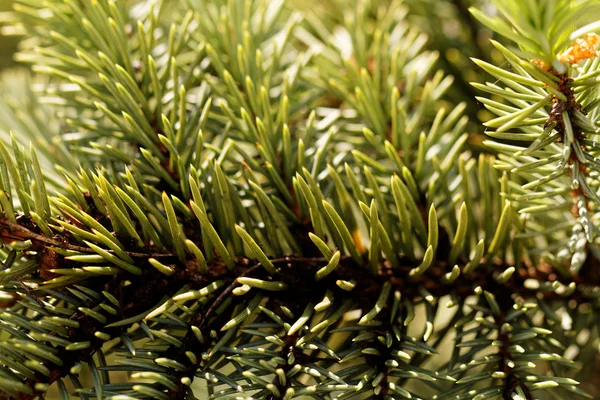 Close Photo Green Pine Stock Picture