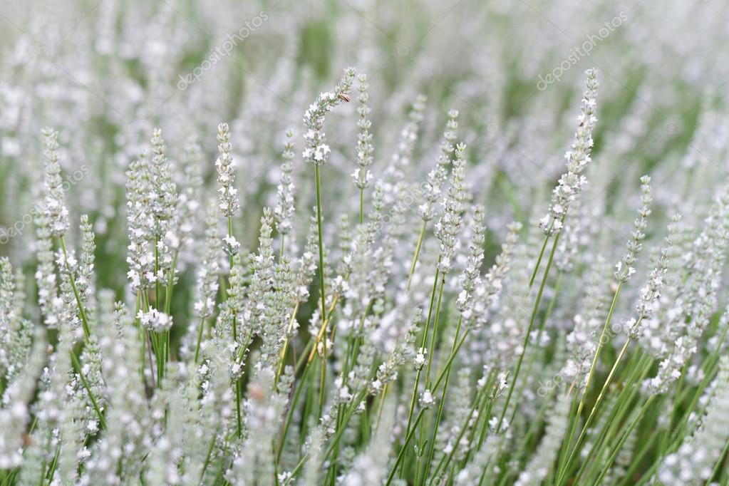 Champ de printemps avec des fleurs de lavande blanc \u2014 Image de Adrx