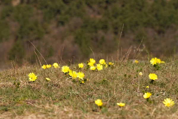 Photo Beautiful Small Yellow Flower Field — Stock Photo, Image