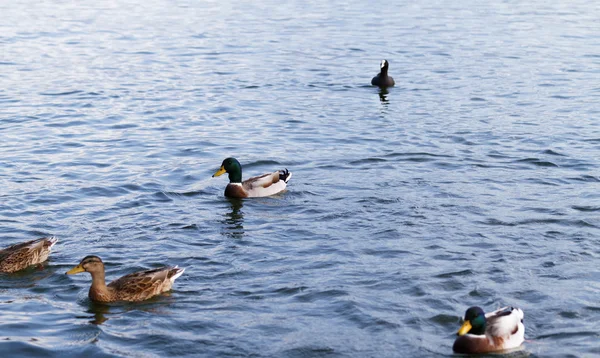 湖中野鸭的照片 — 图库照片