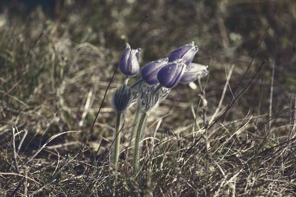 Foto Una Hermosa Flor Púrpura Antes Del Amanecer — Foto de Stock