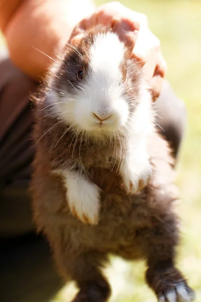 Farmer Man Holding His Hands Cute Baby Bunny Rabbit — Stock Photo, Image