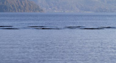 Dalgalı mavi su arkaplanının fotoğrafı