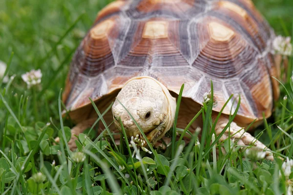 Tortuga estimulada africana —  Fotos de Stock