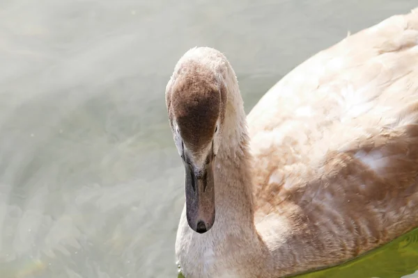 Oca selvatica nel lago — Foto Stock
