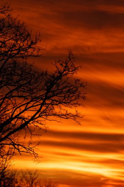 Ağaç dalları üzerinde dramatik günbatımı sky