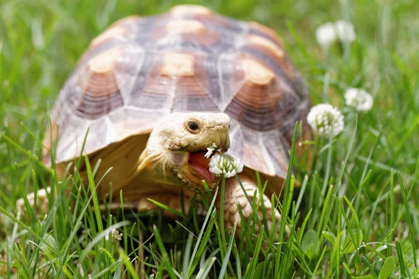 Afrikanska sporrade sköldpadda — Stockfoto