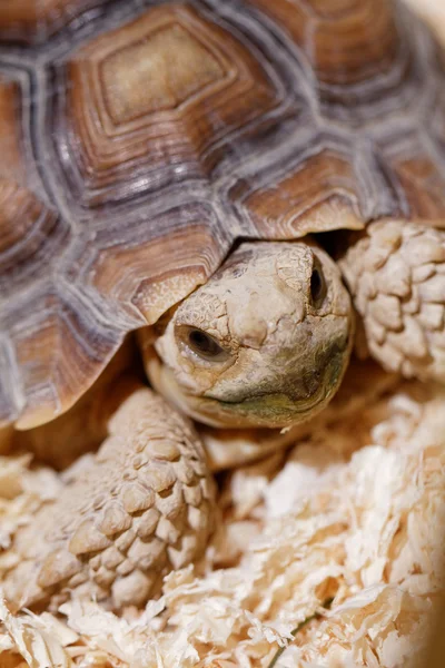 African Spurred Tortoise — Stock Photo, Image