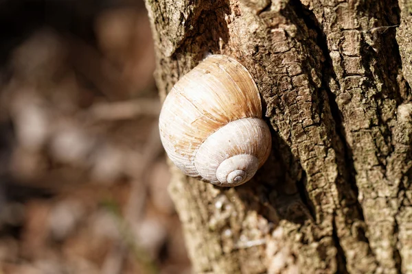 Snail Shell Lefts House Tree Trunk — Stock Photo, Image