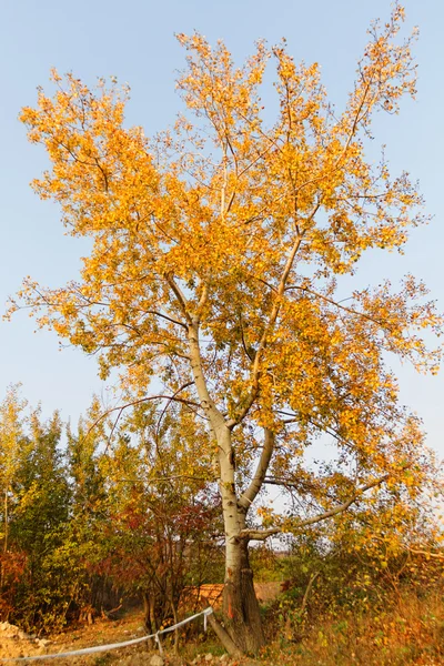 Осеннее дерево - абстрактное фото — стоковое фото