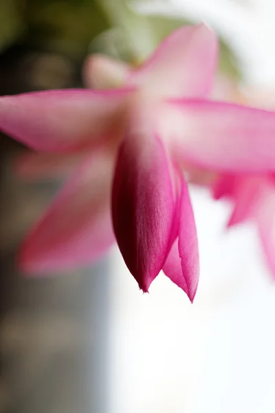 Güzel Noel kaktüs çiçeği — Stok fotoğraf