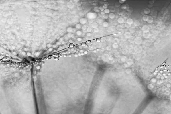 물 방울과 식물의 종자 — 스톡 사진