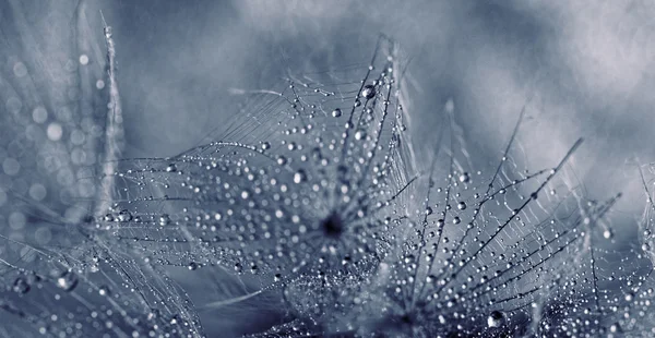 水滴の植物の種子 — ストック写真