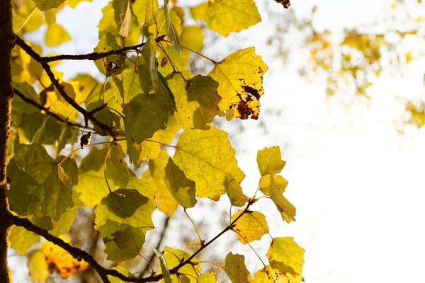 Green leafs -  - close up photo — Stock Photo, Image