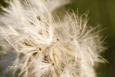 Karahindiba tohum - makro fotoğraf