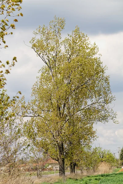 Foto Vissa Gröna Träd Våren — Stockfoto