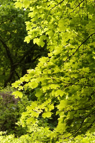 Grönt blad - abstrakt foto — Stockfoto