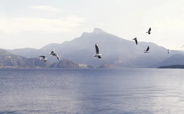Seagullin sjön — Stockfoto