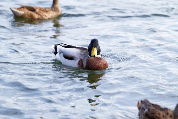 Mallard στη λίμνη — Φωτογραφία Αρχείου