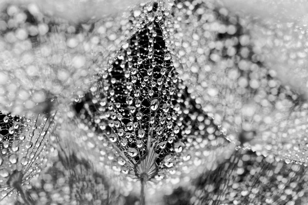 Plante des graines avec des gouttes d'eau — Photo