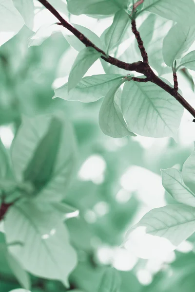 Turquoise leaves - closeup photo — Stock Photo, Image