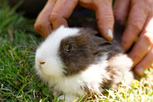 Cute baby bunny — Stock Photo, Image