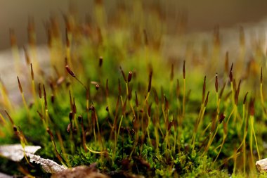 Yeşil yosun - makro fotoğraf