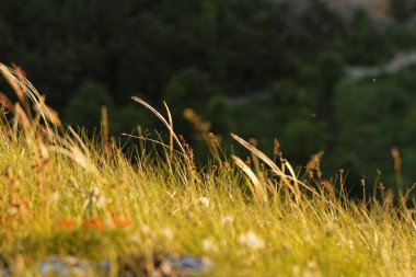 Yeşil çim - makro fotoğraf