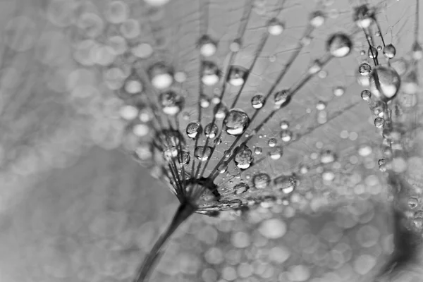 Planta semillas con gotas de agua — Foto de Stock