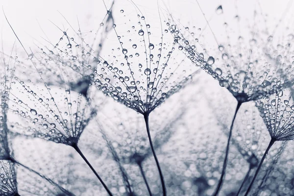 水滴の植物の種子 — ストック写真