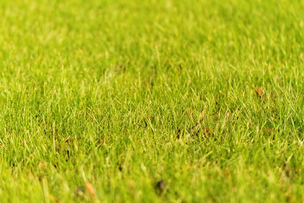 Grünes Gras - abstraktes Foto — Stockfoto