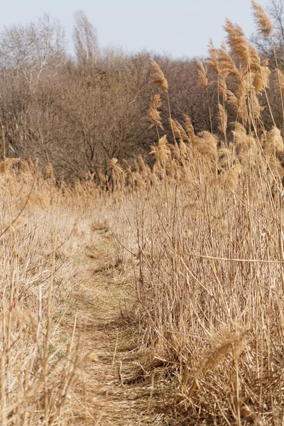 Torra växter på landsbygden — Stockfoto