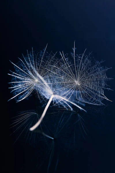 Dandelion seed - macro photo — Stock Photo, Image