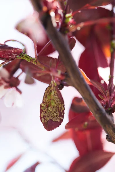 Lille bladlus på et rødt blad - Stock-foto